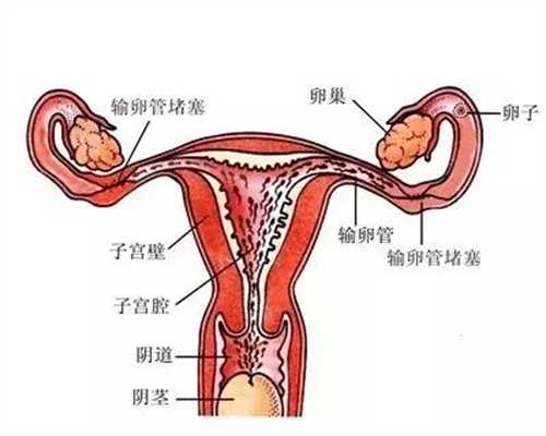杭州最大助孕公司_怀孕四十几天有胎心吗
