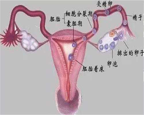 杭州最大助孕公司_怀孕四十几天有胎心吗