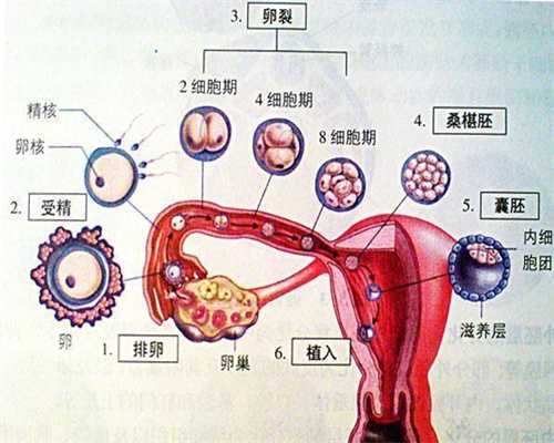 杭州代孕中介哪里最安全_杭州代孕妈妈哪里找_男性优生饮食十二个原则