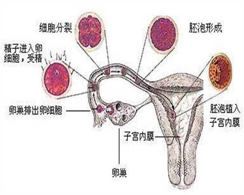 杭州代孕生孩子费用_杭州代孕中心哪间权威_孕妇上火严重是胎毒吗